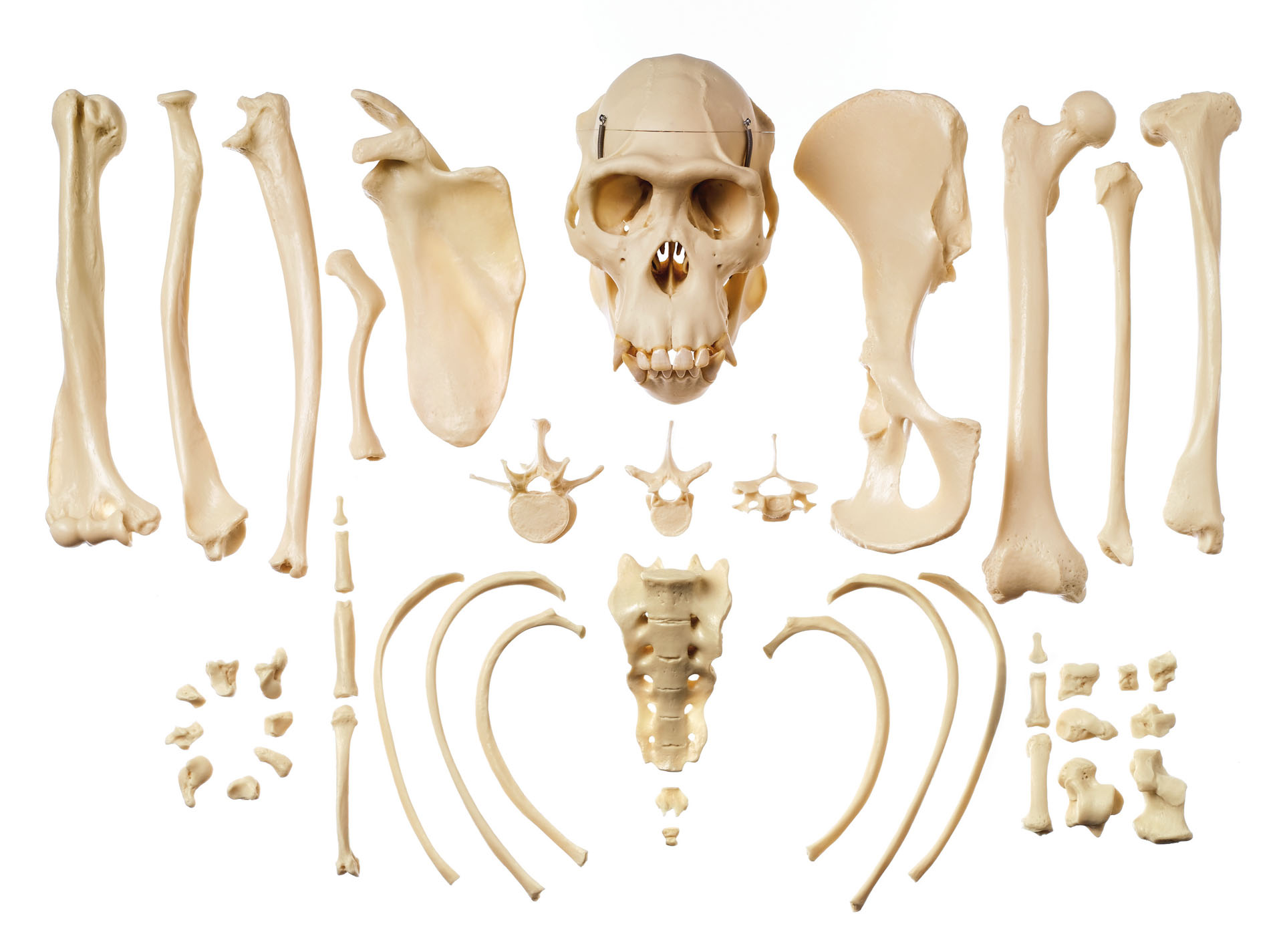 Collection of Typical Chimpanzee Bones - Adam,Rouilly