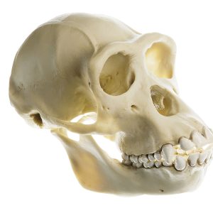 Chimpanzee Skull, Female