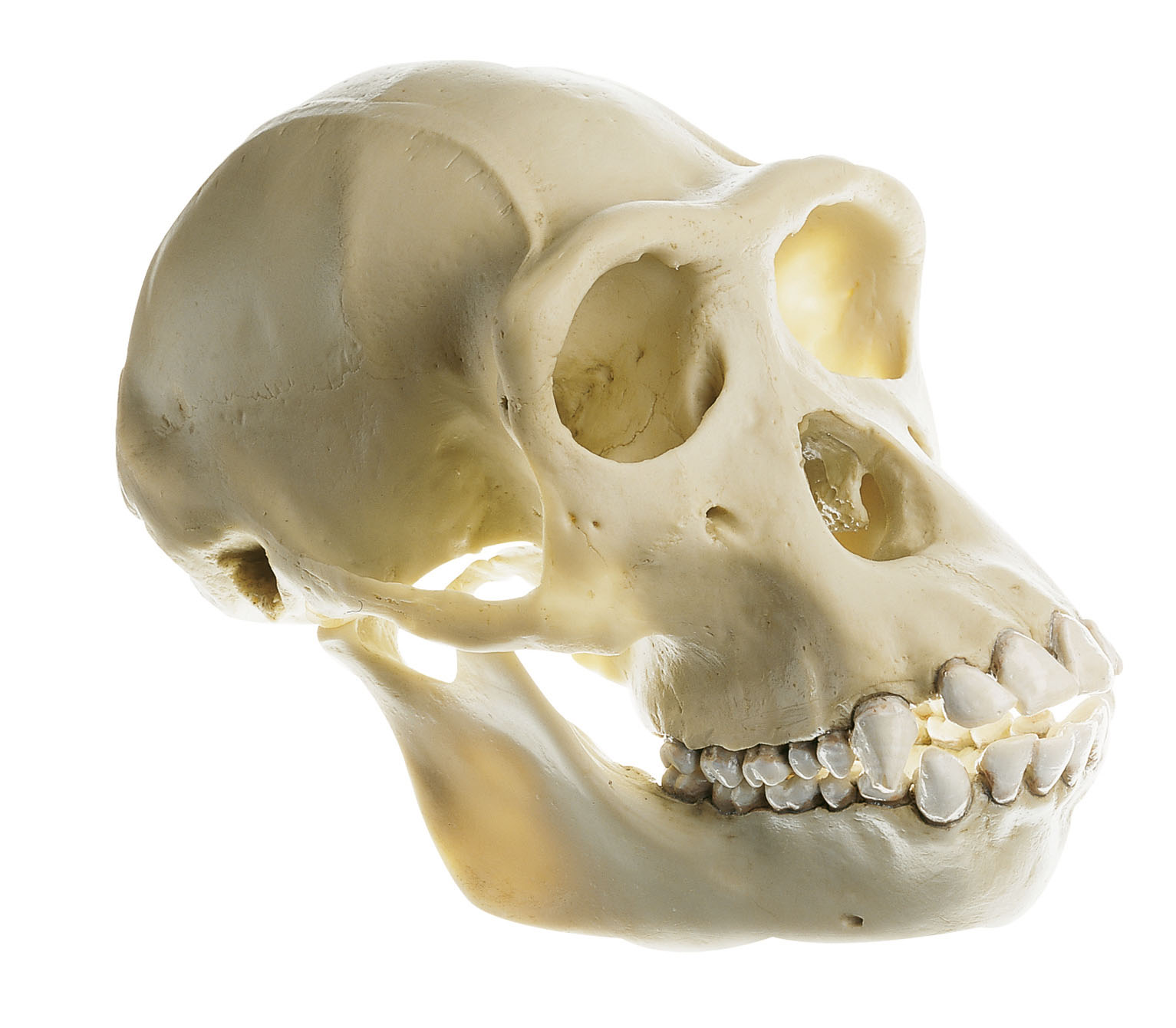 Chimpanzee Skull, Female