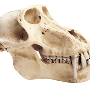 Baboon Skull, Male
