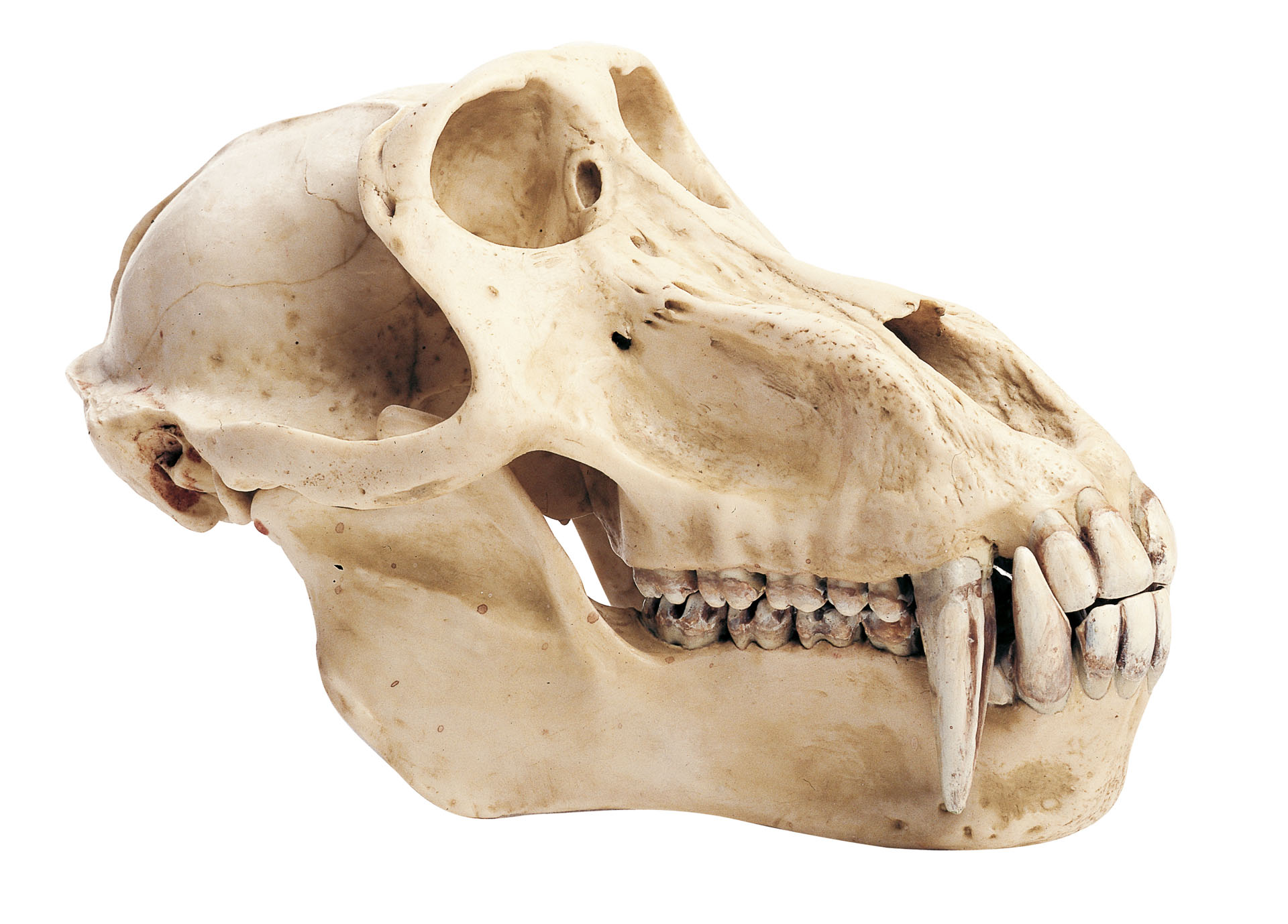 Baboon Skull, Male