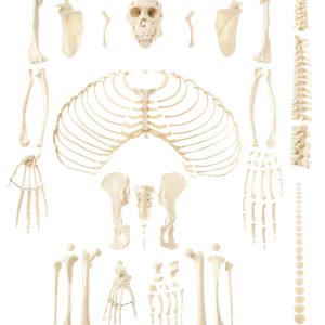 Unmounted Skeleton of a Chimpanzee