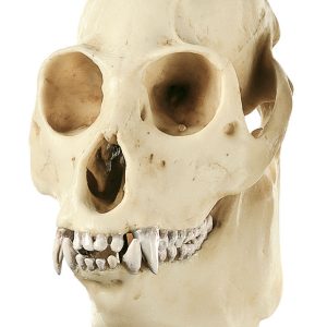 Howling Monkey Skull, Male