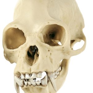 Gibbon Skull, Male