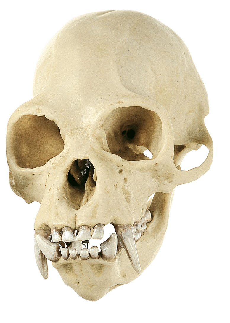Gibbon Skull, Male