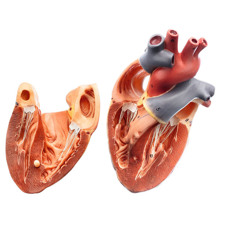 Models of Vertebrate Hearts