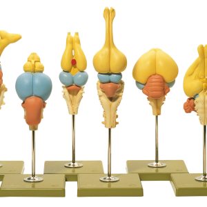 Models of Vertebrate Brains