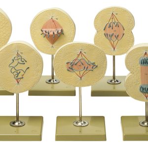 Division of the Cell