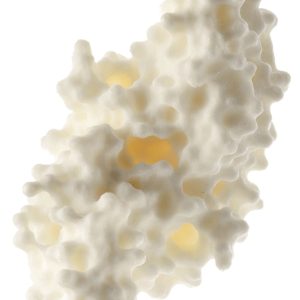 Protein Model (Human Bone Morphogenetic Protein BMP-2)