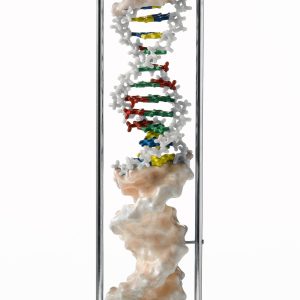 DNA Double Helix (Type B-DNA)