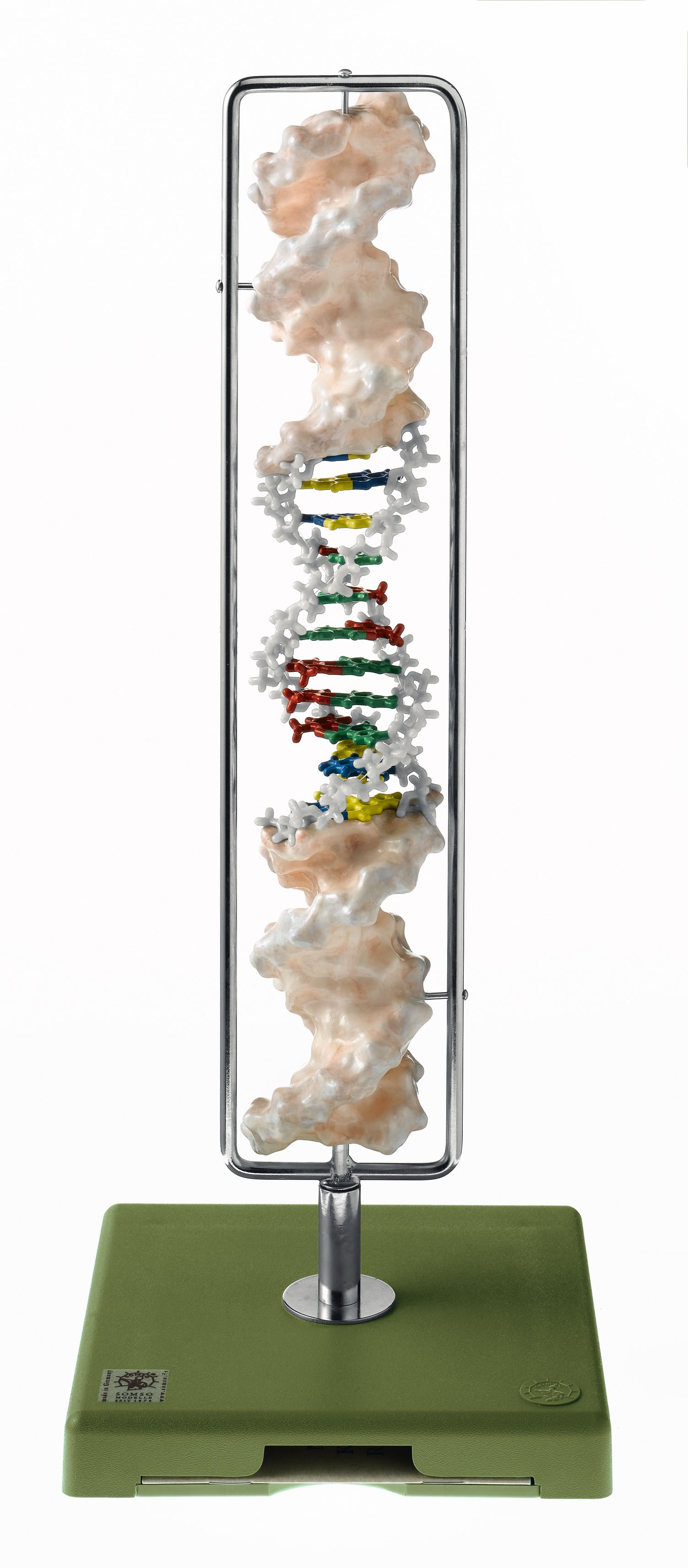 DNA Double Helix (Type B-DNA)