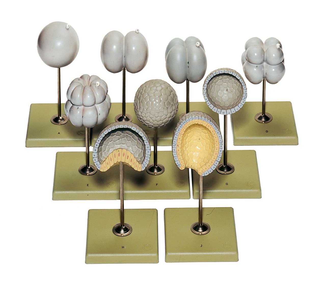 Lancelet - Equal Cell Division and Formation of Nuclear Membrane