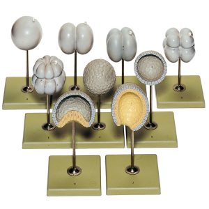 Lancelet - Equal Cell Division and Formation of Nuclear Membrane