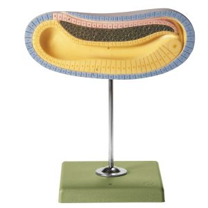 Longitudinal Section of the Larva of the Lancelet at the Beginning of Development