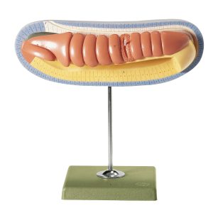 Longitudinal Section of the Larva of the Lancelet in Advanced Development