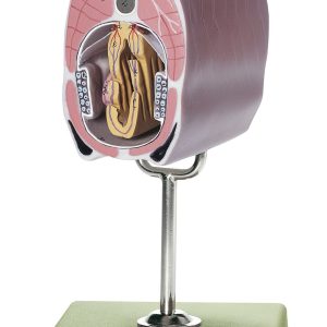 Lancelet Cross Section Through the Branchia and Middle Intestine Regions