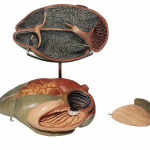 Ruminant Stomach of the Cow