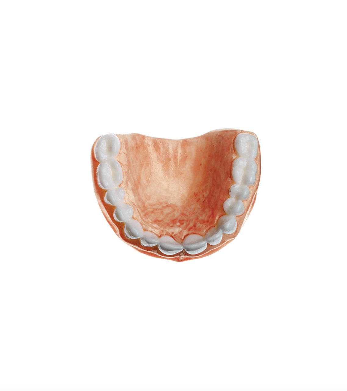Teeth for Upper Jaw