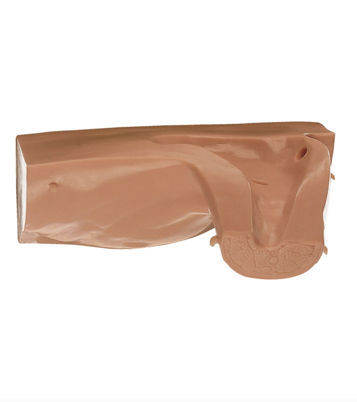 Skin and Muscle Envelope, Front