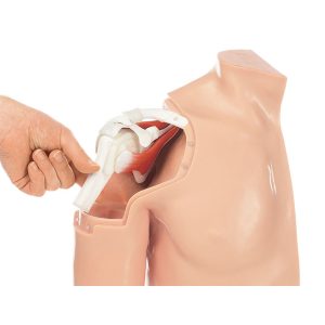 Arthroscopy Model of the Shoulder