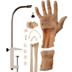 AC16 Arthroscopic Model of the Wrist