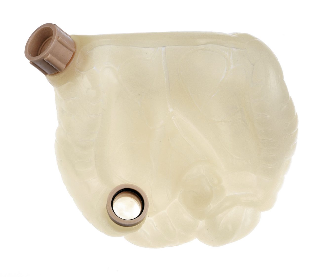 Intestinal Tract With Plug Cap