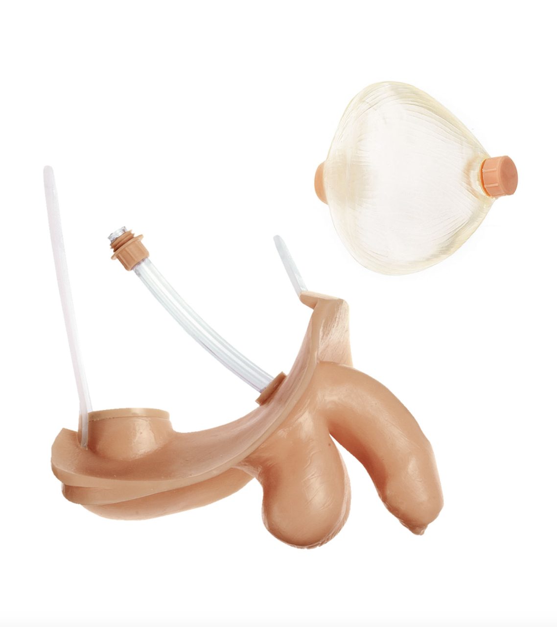Male Genitalia With Bladder but Without Rectum