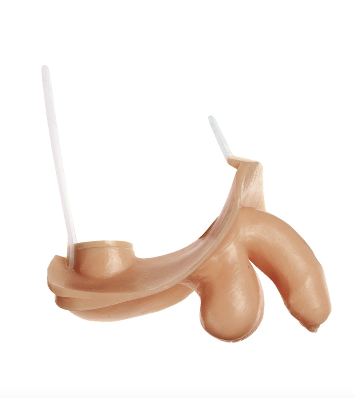 External Male Sexual Organs