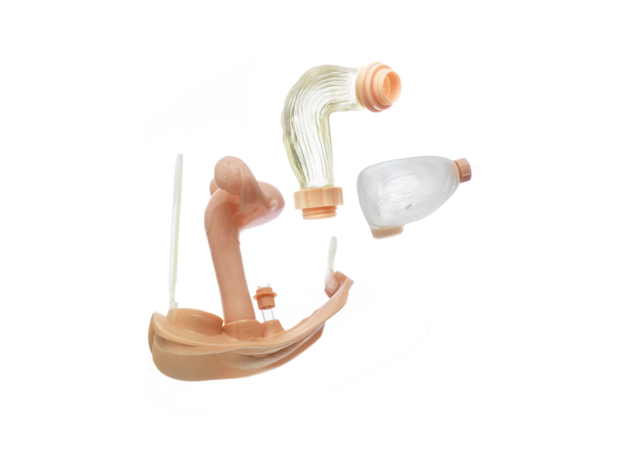 Female Genitalia With Bladder (Capacity 150 Ml), Vagina, Uterus, and Rectum With Patent Closure for Connection to the Rectum