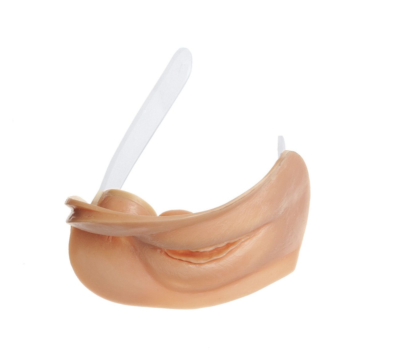 External Female Sexual Organs