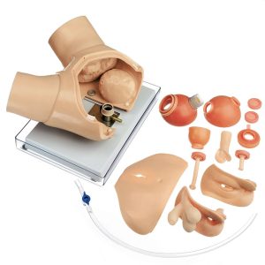 Urological Examination Phantom