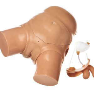 Male/Female Catheterisation Trainer