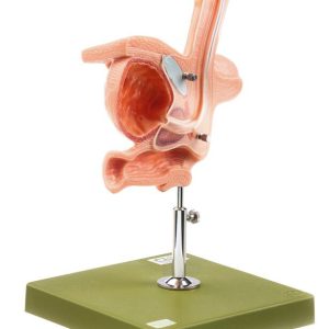 Male Catheterisation Model