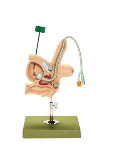Male Catheterisation Model