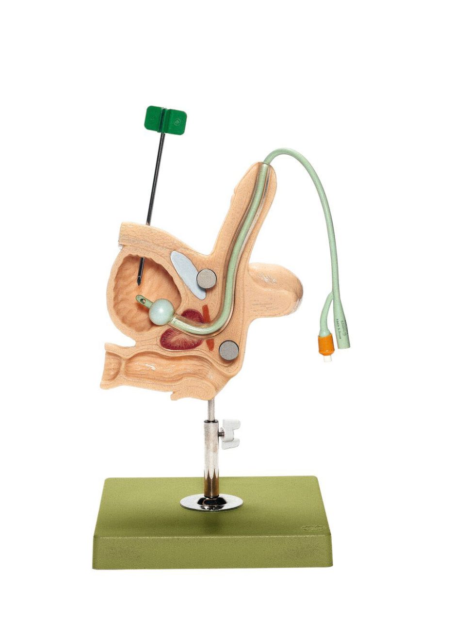 Male Catheterisation Model