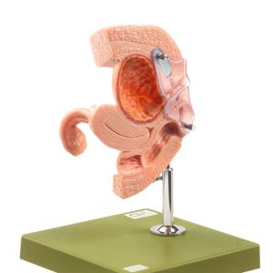 Female Catheterisation Model