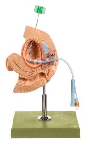 Female Catheterisation Model
