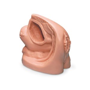 Female Catheter Model