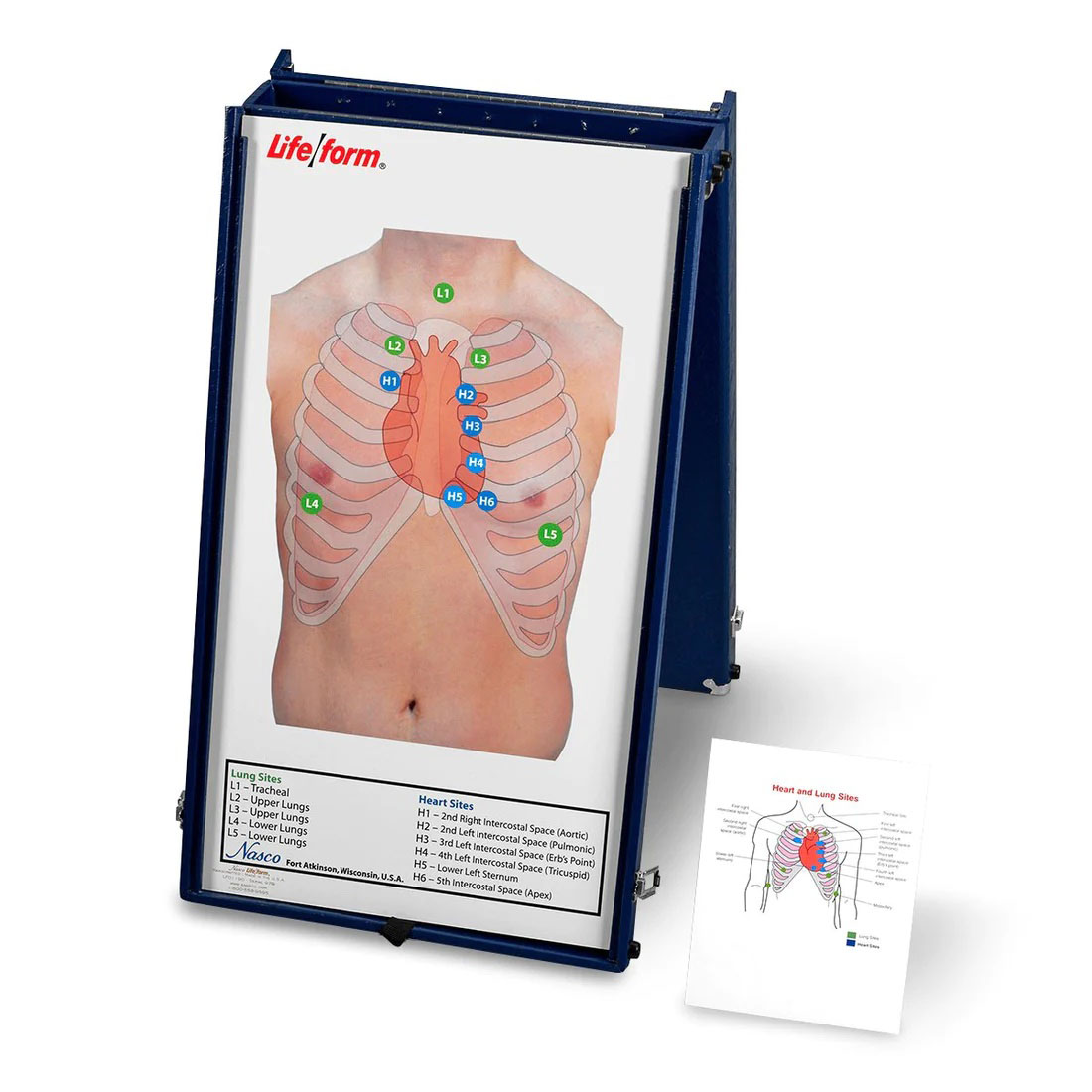 Anterior Auscultation Practice Board and Case
