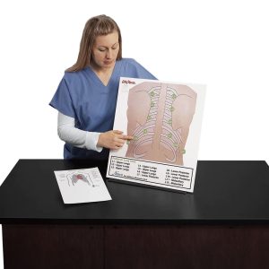 Posterior Auscultation Practice Board