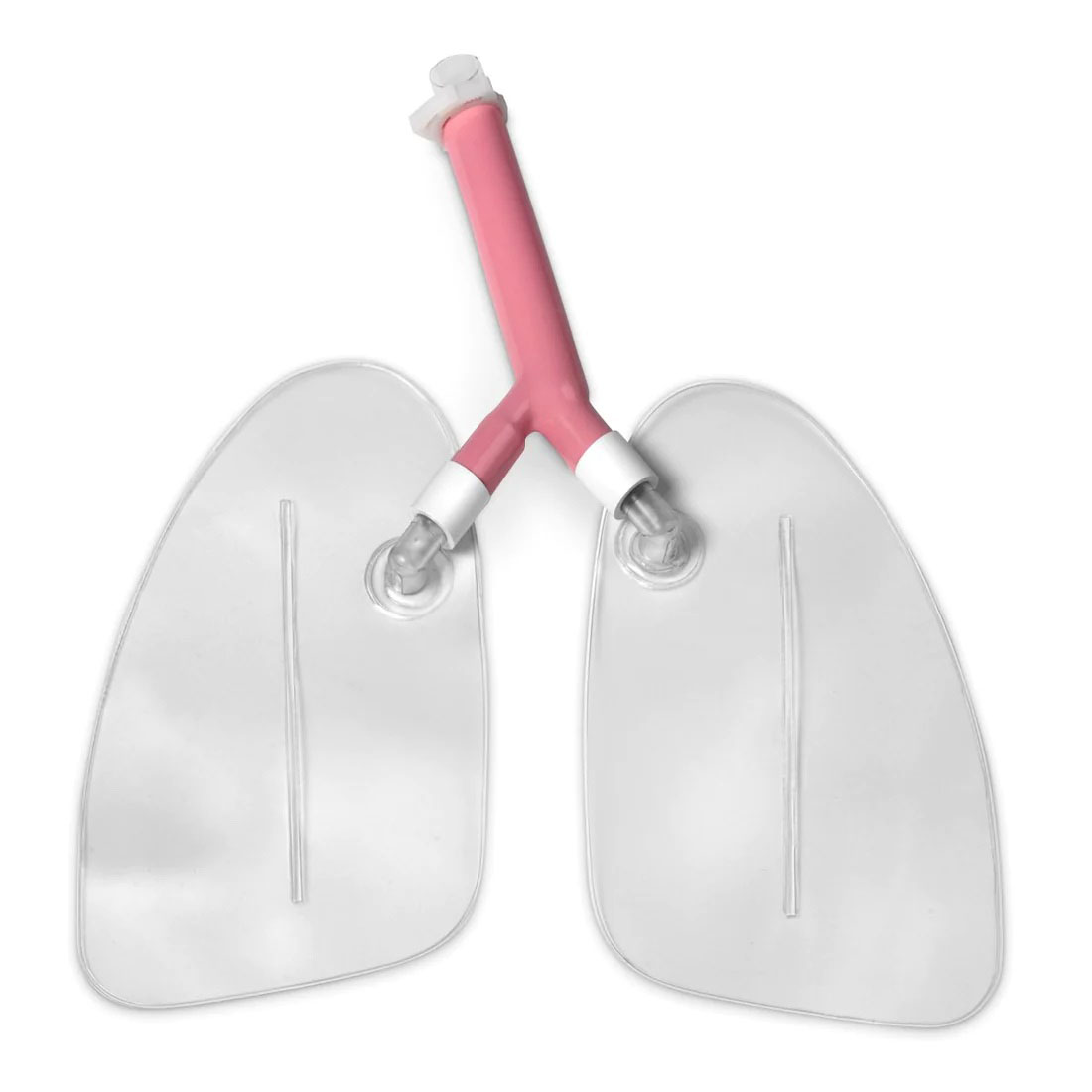 Lungs (1 Set)