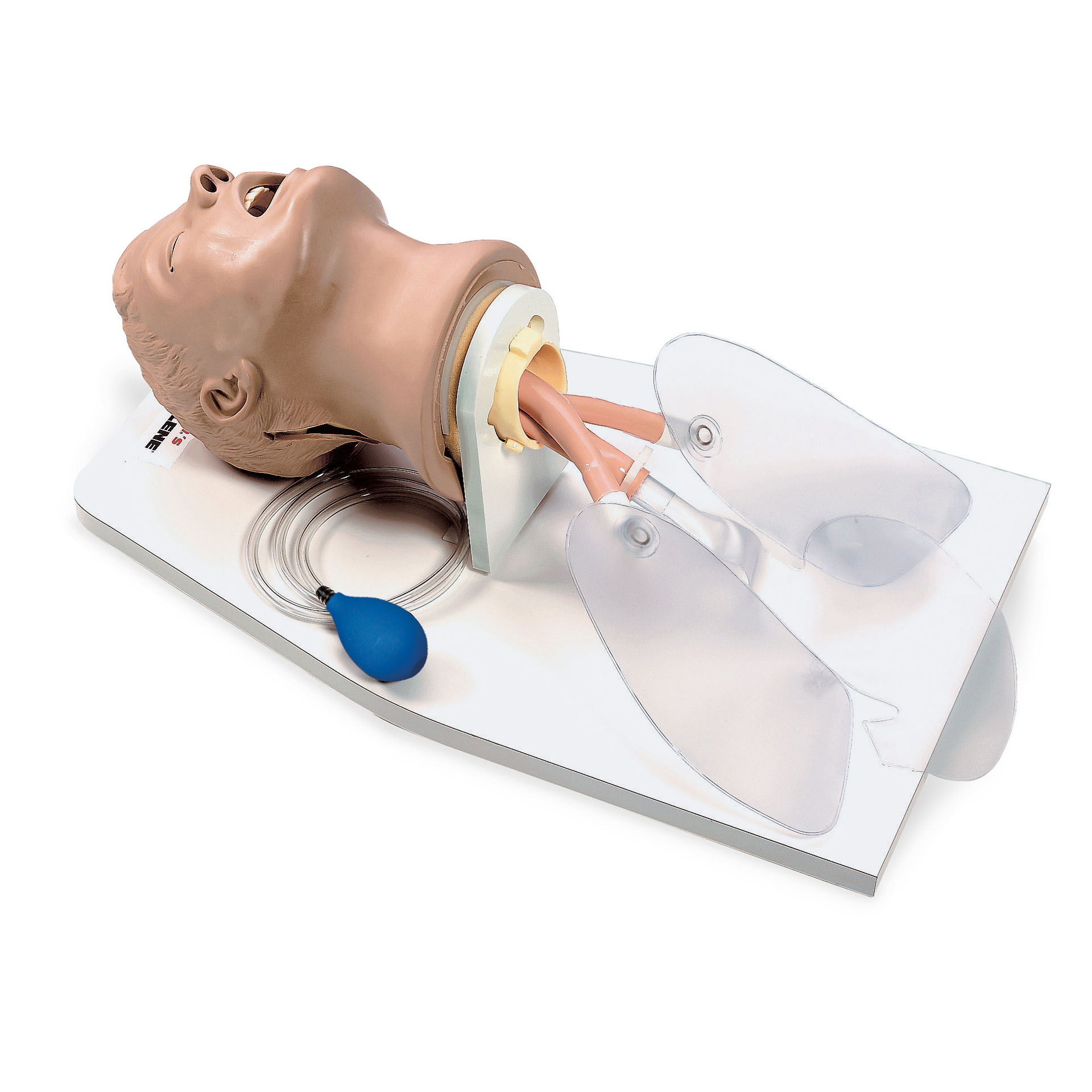 Airway Larry Adult  Airway Management Trainer With Stand