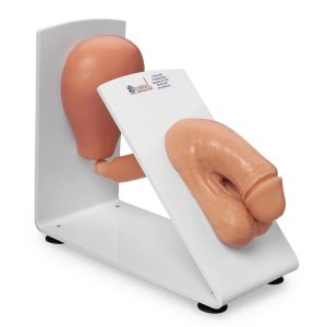Male Catheter Model