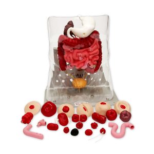 Otto Ostomy Model - Advanced