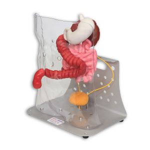 Otto Ostomy Model - Advanced