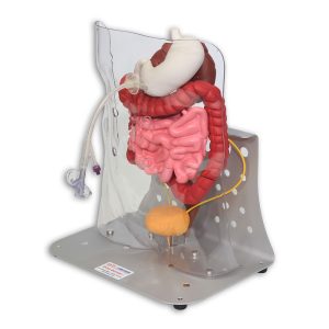 Otto Ostomy Model - Advanced