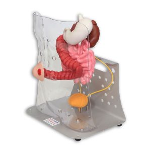 Otto Ostomy Model - Advanced
