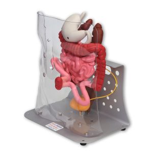 Otto Ostomy Model - Advanced