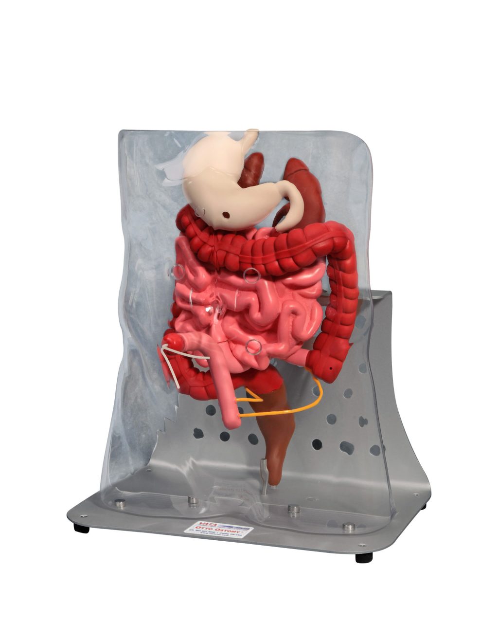 Otto Ostomy Model - Advanced