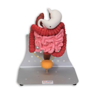 Otto Ostomy Model - Advanced